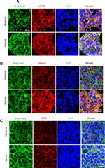 Rabbit IgG (H+L) Cross-Adsorbed Secondary Antibody in Immunocytochemistry (ICC/IF)