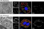 Mouse IgG (H+L) Cross-Adsorbed Secondary Antibody in Immunocytochemistry (ICC/IF)