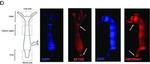 Rabbit IgG (H+L) Cross-Adsorbed Secondary Antibody in Immunohistochemistry (IHC)