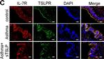 Rabbit IgG (H+L) Secondary Antibody in Immunocytochemistry (ICC/IF)