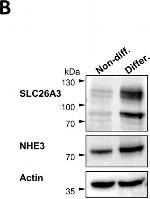 Rabbit IgG (H+L) Cross-Adsorbed Secondary Antibody in Western Blot (WB)