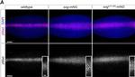 Rabbit IgG (H+L) Highly Cross-Adsorbed Secondary Antibody in Immunohistochemistry (IHC)