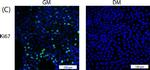 Rabbit IgG (H+L) Highly Cross-Adsorbed Secondary Antibody in Immunocytochemistry (ICC/IF)