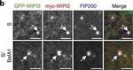 Rabbit IgG (H+L) Cross-Adsorbed Secondary Antibody in Immunocytochemistry (ICC/IF)