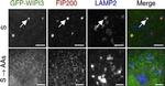 Mouse IgG (H+L) Cross-Adsorbed Secondary Antibody in Immunocytochemistry (ICC/IF)