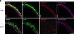 Rabbit IgG (H+L) Highly Cross-Adsorbed Secondary Antibody in Immunocytochemistry (ICC/IF)