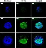 Mouse IgG (H+L) Secondary Antibody in Immunocytochemistry (ICC/IF)