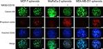 Mouse IgG (H+L) Secondary Antibody in Immunocytochemistry (ICC/IF)