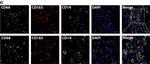 Sheep IgG (H+L) Cross-Adsorbed Secondary Antibody in Immunohistochemistry (IHC)