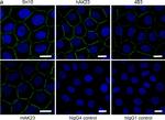 Mouse IgG (H+L) Highly Cross-Adsorbed Secondary Antibody in Immunocytochemistry (ICC/IF)