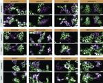 Rabbit IgG (H+L) Highly Cross-Adsorbed Secondary Antibody in Immunocytochemistry (ICC/IF)