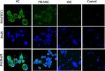 Mouse IgG (H+L) Cross-Adsorbed Secondary Antibody in Immunocytochemistry (ICC/IF)