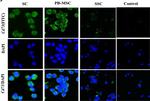 Mouse IgG (H+L) Cross-Adsorbed Secondary Antibody in Immunocytochemistry (ICC/IF)