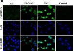 Mouse IgG (H+L) Cross-Adsorbed Secondary Antibody in Immunocytochemistry (ICC/IF)