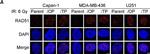 Rabbit IgG (H+L) Cross-Adsorbed Secondary Antibody in Immunocytochemistry (ICC/IF)