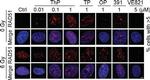 Rabbit IgG (H+L) Cross-Adsorbed Secondary Antibody in Immunocytochemistry (ICC/IF)