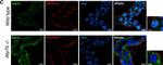 Rat IgG (H+L) Cross-Adsorbed Secondary Antibody in Immunohistochemistry (IHC)