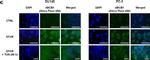 Mouse IgG (H+L) Cross-Adsorbed Secondary Antibody in Immunocytochemistry (ICC/IF)