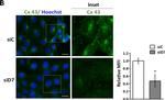 Rabbit IgG (H+L) Cross-Adsorbed Secondary Antibody in Immunocytochemistry (ICC/IF)