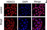 Rabbit IgG (H+L) Secondary Antibody in Immunocytochemistry (ICC/IF)