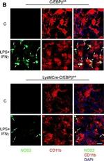 Rabbit IgG (H+L) Cross-Adsorbed Secondary Antibody in Immunocytochemistry (ICC/IF)