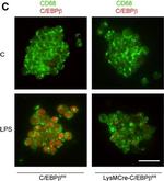 Mouse IgG (H+L) Highly Cross-Adsorbed Secondary Antibody in Immunocytochemistry (ICC/IF)