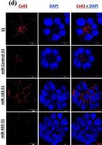 Mouse IgG (H+L) Cross-Adsorbed Secondary Antibody in Immunocytochemistry (ICC/IF)