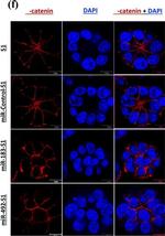 Mouse IgG (H+L) Cross-Adsorbed Secondary Antibody in Immunocytochemistry (ICC/IF)