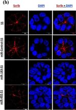 Mouse IgG (H+L) Cross-Adsorbed Secondary Antibody in Immunocytochemistry (ICC/IF)