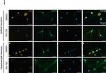 Chicken IgY (H+L) Secondary Antibody in Immunocytochemistry (ICC/IF)