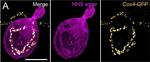 Rabbit IgG (H+L) Highly Cross-Adsorbed Secondary Antibody in Immunocytochemistry (ICC/IF)