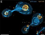 Mouse IgG (H+L) Cross-Adsorbed Secondary Antibody in Immunocytochemistry (ICC/IF)