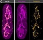 Mouse IgG (H+L) Cross-Adsorbed Secondary Antibody in Immunocytochemistry (ICC/IF)