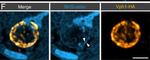 Mouse IgG (H+L) Cross-Adsorbed Secondary Antibody in Immunocytochemistry (ICC/IF)