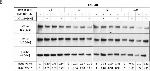 Mouse IgG (H+L) Secondary Antibody in Western Blot (WB)