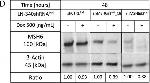 Mouse IgG (H+L) Secondary Antibody in Western Blot (WB)