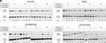 Mouse IgG (H+L) Secondary Antibody in Western Blot (WB)