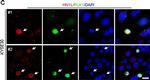 Mouse IgG (H+L) Secondary Antibody in Immunocytochemistry (ICC/IF)