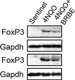 Rabbit IgG (H+L) Secondary Antibody in Western Blot (WB)