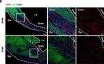 Mouse IgG (H+L) Highly Cross-Adsorbed Secondary Antibody in Immunohistochemistry (IHC)