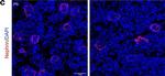 Mouse IgG2a Cross-Adsorbed Secondary Antibody in Immunohistochemistry (IHC)