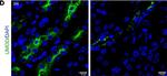 Mouse IgG1 Cross-Adsorbed Secondary Antibody in Immunohistochemistry (IHC)