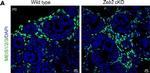 Mouse IgG1 Cross-Adsorbed Secondary Antibody in Immunohistochemistry (IHC)