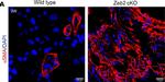 Mouse IgG2a Cross-Adsorbed Secondary Antibody in Immunohistochemistry (IHC)