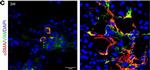 Mouse IgG2a Cross-Adsorbed Secondary Antibody in Immunohistochemistry (IHC)