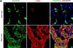 Mouse IgG2a Cross-Adsorbed Secondary Antibody in Immunohistochemistry (IHC)