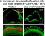 Mouse IgG (H+L) Cross-Adsorbed Secondary Antibody in Immunohistochemistry (IHC)