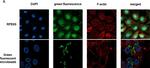 Mouse IgG (H+L) Highly Cross-Adsorbed Secondary Antibody in Immunocytochemistry (ICC/IF)