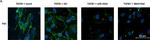 Rabbit IgG (H+L) Cross-Adsorbed Secondary Antibody in Immunocytochemistry (ICC/IF)