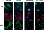 Rabbit IgG (H+L) Cross-Adsorbed Secondary Antibody in Immunocytochemistry (ICC/IF)